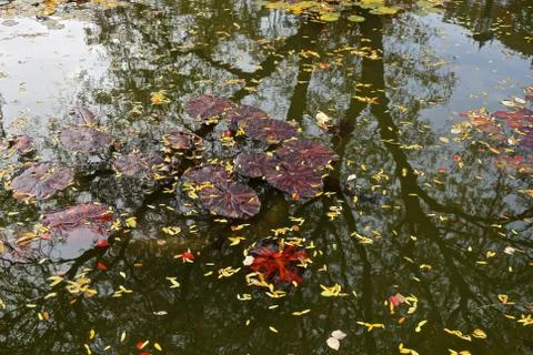 Trees reflected in a pool of water, with lily pads and leaves. Stock Photos