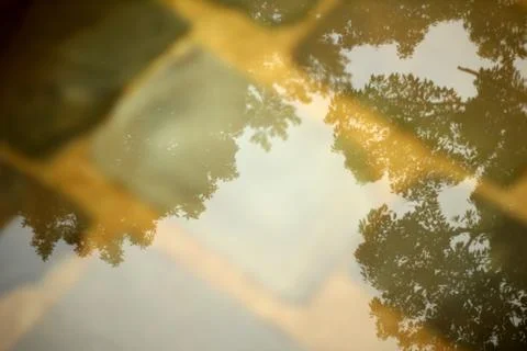Trees reflected in pool of water Stock Photos
