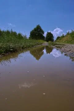 Trees reflected in a pool of water. Stock Photos
