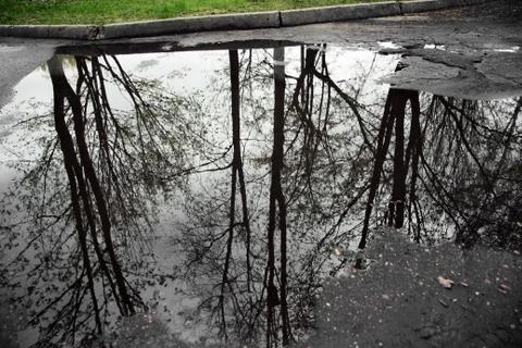 Trees reflected in a puddle Stock Photos