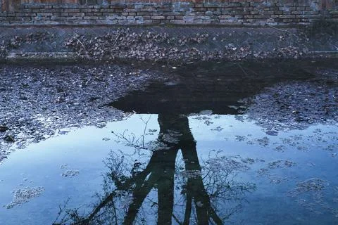 Trees reflected in a puddle Stock Photos