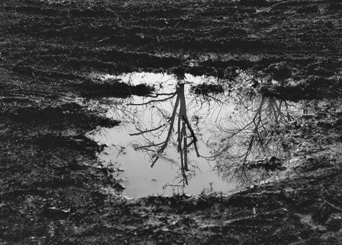Trees reflected in a puddle Stock Photos