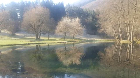 Trees reflected in the puddle Stockfoto's