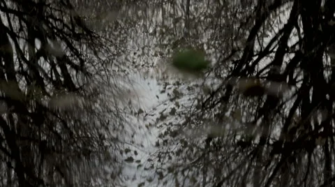 Trees reflected in rain puddle Stock Footage 45033682