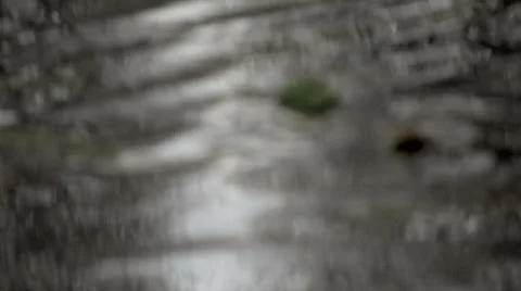 Trees reflected in rain puddle with small ripples Vídeo Stock 45036396