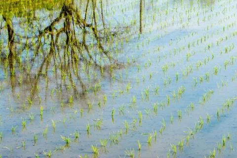 Trees Reflected in Rice Field Stock Photos