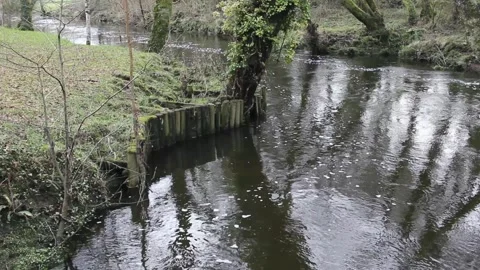 Trees reflected in river Magdalena in Vilalba, Spain Stock Footage 301570202