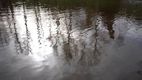 Trees reflected in the river water texture Stock Footage 272337670