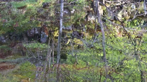 Trees Reflected in a Slowing Moving River Stock Footage 308568778