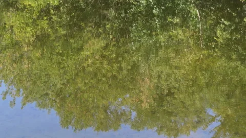 Trees Reflected in Still Water Stock Footage 293271311