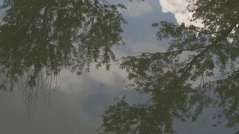 Trees reflected on the water 4K Stock Footage 135866101