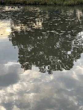 Trees reflected in water with cloudy sky, creating a serene natural landscape Fotos de archivo