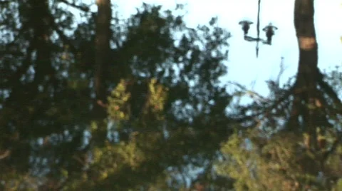 Trees reflected in water 스톡 동영상 492767