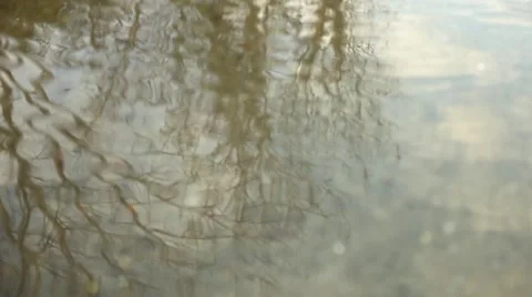 Trees reflected on water Video stock 45159597