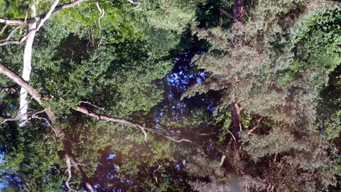 Trees reflected in water. Video stock 77852598