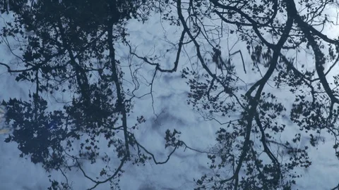 Trees reflected in water. Stock Footage 111860543