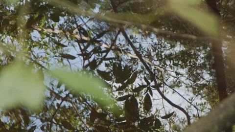 Trees reflected in the water Stock Footage 127477661