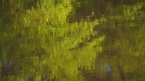 Trees reflected on a water Stock Footage 145550641