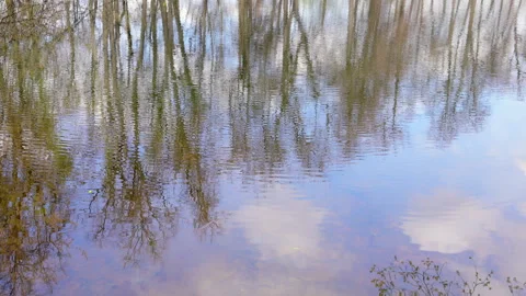 Trees reflected in water Vidéo 273513030
