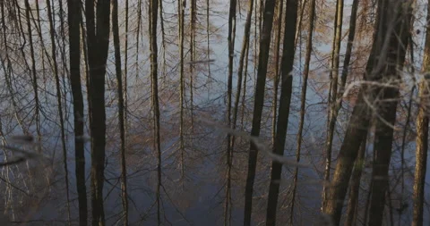 Trees, reflected in the water mirror, 4K Stock Footage 170578643