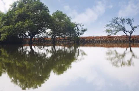 Trees reflected in the water Stock Photos