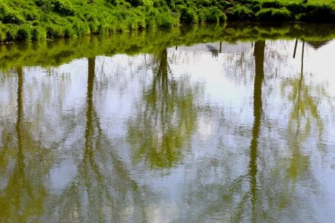 Trees reflected in the water 库存照片