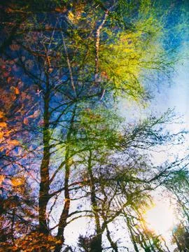 Trees reflected on water 스톡 사진