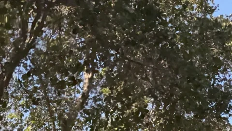 Trees reflected in water slo mo Stock Footage 235629241