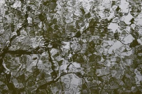 The trees reflected on the water surface Stock-Fotos