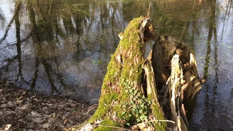 Trees reflected in the water Trees Forest Beautiful Nature Background Stock Footage 97085918