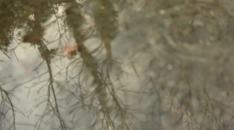 Trees reflected on water in winter time 스톡 동영상 45159602