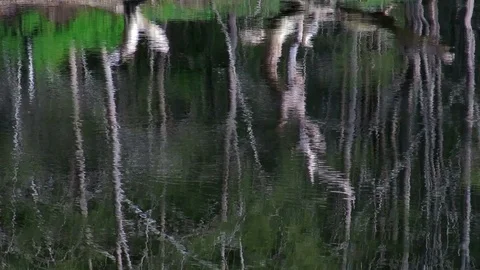 Trees reflected on the water's surface ripples from a light breeze. Видео 126400473