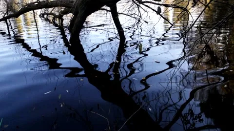 Trees reflected waves of the river 스톡 동영상 45925622