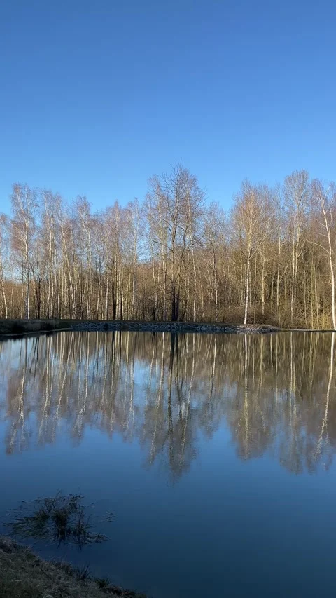 Trees reflecting in calm forest pond Stock Footage 305116734
