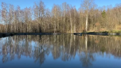 Trees reflecting in calm forest pond Stock Footage 305116735