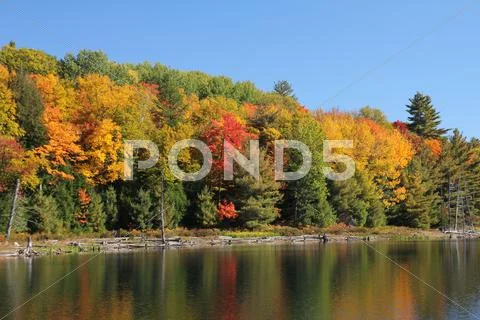 Trees reflecting on calm lake. Stock Photos