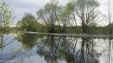 Trees Reflecting On Calm Lake Water In Spring Stock Footage 340234484