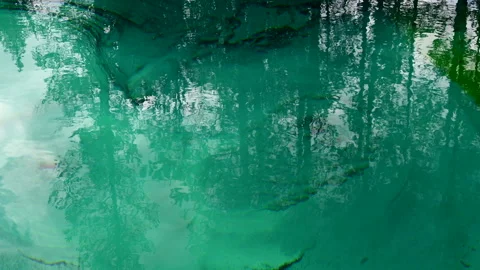 Trees reflecting on clear water surface Stock Footage 245820379