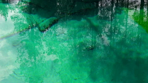 Trees reflecting on clear water surface Stock Footage 245820427