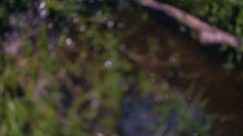 Trees reflecting in forest pool Stock Footage 92877513