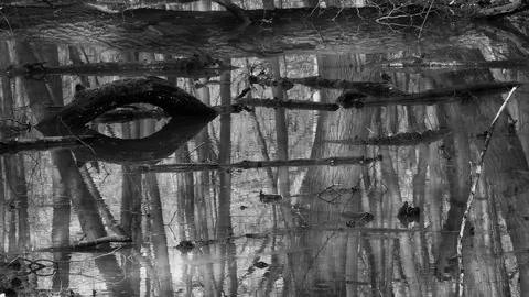 Trees reflecting in a forest pool Stock Photos