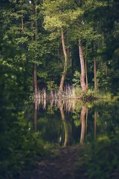Trees reflecting in lake Stock Photos