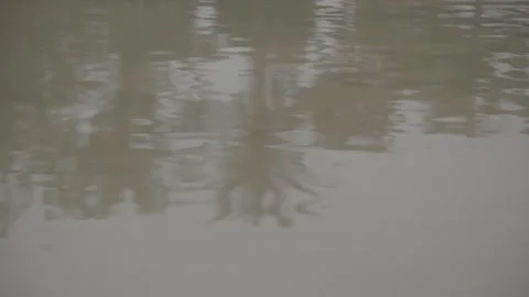 Trees reflecting off muddy water 스톡 동영상 244737153