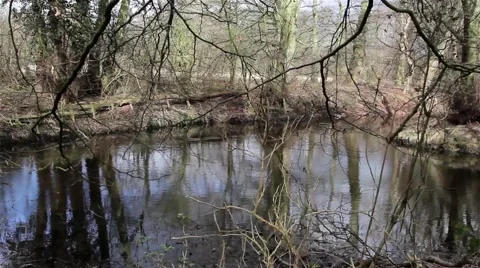 Trees Reflecting Pool Rippling In Springtime Breeze Stock-Footage 49697638