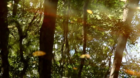 Trees Reflecting Off of River with Leaves Stock Footage 938071