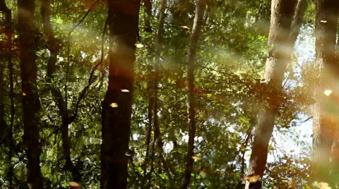 Trees Reflecting Off of River with Leaves Stock Footage 938097