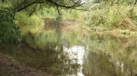 Trees Reflecting on Slow River HD File Stock Footage 10681442