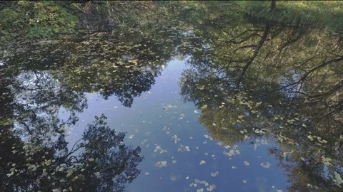 Trees reflecting in slow running stream Stock Footage 101681085