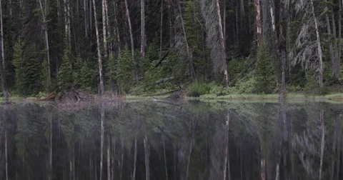 Trees reflecting in smooth lake 4k 24fps Stock Footage 81672512