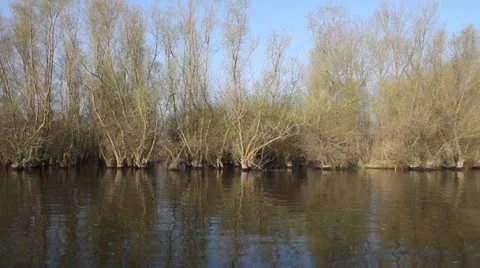 Trees reflecting in the water Video stock 22565311